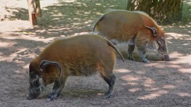 Kızıl nehir domuzu, Potamochoerus porcus, ayrıca çalı domuzu olarak da bilinir. Bu domuzun yer altında yiyecek bulmak için keskin bir koku alma duyusu var..