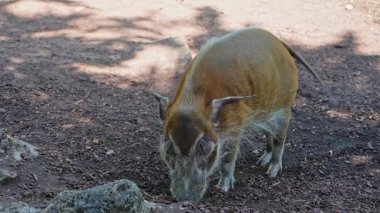 Kızıl nehir domuzu, Potamochoerus porcus, ayrıca çalı domuzu olarak da bilinir. Bu domuzun yer altında yiyecek bulmak için keskin bir koku alma duyusu var..