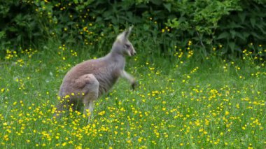 Kırmızı kanguru, Macropus Rufus tüm kanguruların en büyüğü, Avustralya 'ya özgü en büyük karasal memeli ve mevcut en büyük keseli hayvandır..