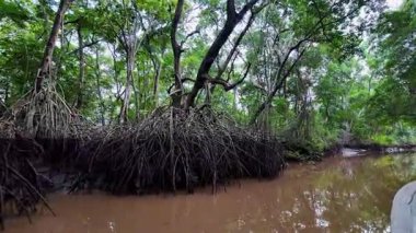 Igarape do Urubu Nehri, Delta das Canarias, Ilha das Canarias, Brezilya 'da tekne gezisi. Amazon yağmur ormanları. Güney Amerika