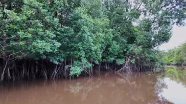 Igarape do Urubu Nehri, Delta das Canarias, Ilha das Canarias, Brezilya 'da tekne gezisi. Amazon yağmur ormanları. Güney Amerika