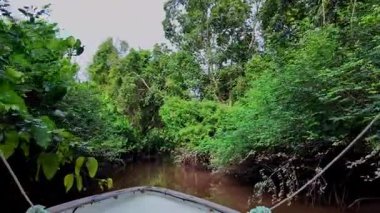 Igarape do Urubu Nehri, Delta das Canarias, Ilha das Canarias, Brezilya 'da tekne gezisi. Amazon yağmur ormanları. Güney Amerika