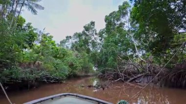 Igarape do Urubu Nehri, Delta das Canarias, Ilha das Canarias, Brezilya 'da tekne gezisi. Amazon yağmur ormanları. Güney Amerika