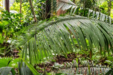Brezilya Belem 'deki Paraense Müzesi Emilio Goeldi. Brezilya Amazon 'dan Fauna ve Flora ile şehrin kalbinde bir araştırma enstitüsü ve müze