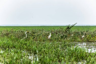 Büyük Akbalıkçıl, Ardea Alter do Chao 'daki Jari Kanalı' nda, Santarem Bölgesi, Para State, Brezilya. Amazon ve Tapajos Nehri 'ndeki Jari Kanalı' nın sel basmış bölgelerinin doğal manzarası.