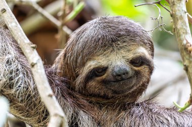 Kahverengi boğazlı tembel hayvan - Alter do Chao, Santarem, Para State, Brezilya 'daki Jari Kanalı' ndaki tembel hayvan yolunda Bradypus varegatus.