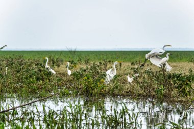 Büyük Akbalıkçıl, Ardea Alter do Chao 'daki Jari Kanalı' nda, Santarem Bölgesi, Para State, Brezilya. Amazon ve Tapajos Nehri 'ndeki Jari Kanalı' nın sel basmış bölgelerinin doğal manzarası.