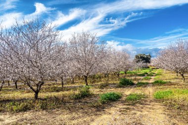 Blooming trees at Vila Nova de Cacela in Portugal. A small village located in the civil parish of Vila Nova de Cacela, municipality of Vila Real de Santo Antonio.