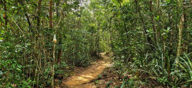 Brezilya 'nın Amazon bölgesindeki Manaus yakınlarındaki Başkan Figueiredo' da Macaws şelalesi. Şelalede bol ve güzel bir güç var.