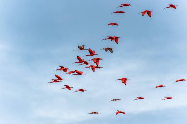 Büyük kızıl aynalı ayılar evlerine, uyudukları yere, yani Revoada dos guaras 'a uçuyorlar. Bu da Brezilya' daki Parnaiba Nehri Deltası 'nda her gün meydana gelen bir fenomen.