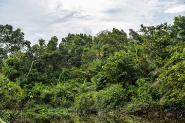 Igarape do Urubu Nehri, Delta das Canarias, Ilha das Canarias, Brezilya 'da tekne gezisi. Amazon yağmur ormanları. Güney Amerika