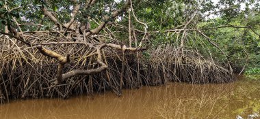 Igarape do Urubu Nehri, Delta das Canarias, Ilha das Canarias, Brezilya 'da tekne gezisi. Amazon yağmur ormanları. Güney Amerika