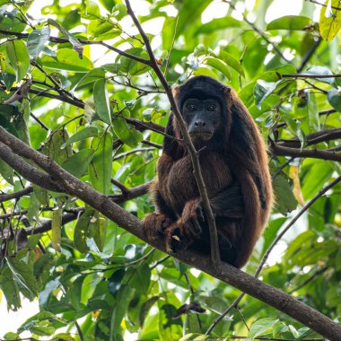 Uluyan maymun, Brezilya 'da Ilha das Canarias' ta Brezilya ormanındaki bir ağaçta Alouatta renk değişimi. Delta do Parnaiba. Güney Amerika vahşi yaşamı. Doğada güzel ve nadir bir maymun..
