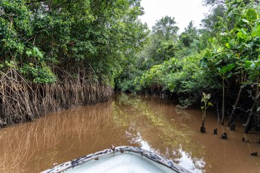 Igarape do Urubu Nehri, Delta das Canarias, Ilha das Canarias, Brezilya 'da tekne gezisi. Amazon yağmur ormanları. Güney Amerika