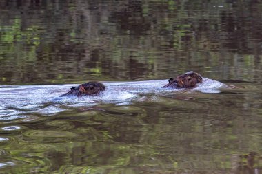 Capybara, Hydrochoerus hydrochaeris at the Igarape do Urubu River, Delta das Canarias, Ilha das Canarias, Brazil. Amazon yağmur ormanları. Güney Amerika