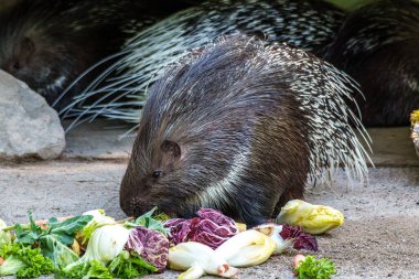 Hint armalı kirpi (
