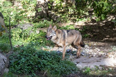 Kurt, gri kurt ya da kereste kurdu olarak da bilinen, Avrasya ve Kuzey Amerika 'nın vahşi ve uzak bölgelerinde yaşayan bir köpek türüdür..