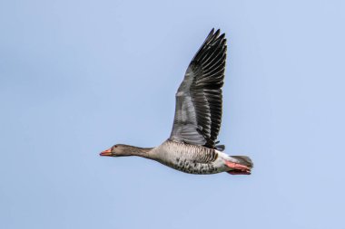 Anser anser, Anatidae familyasından Anatidae familyasından bir kaz türü. Burada havada uçuyor..