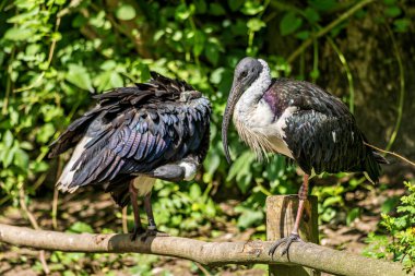 Saman boyunlu Ibis, Threskiornis spinicollis, Threskiornithidae familyasından bir kuş türü..