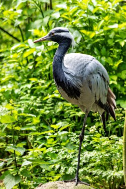 Demokiselle Crane ve Anthropoides başak kuşları gün boyunca açık yeşil çayırlarda yaşarlar. Orta Avrupa 'da bulunan bir turna türüdür.