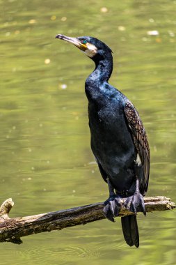 Kuzey yarımküre boyunca büyük siyah karabatak olarak bilinen büyük karabatak, Avustralya 'daki siyah karabatak ve Yeni Zelanda' nın daha güneyindeki siyah karabatak