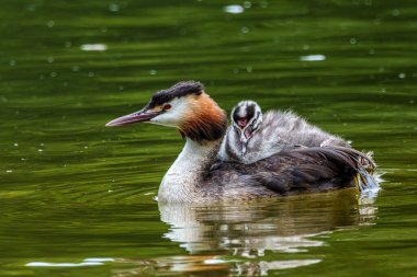 Great Crested Grebe ailesi, güzel turuncu renklere sahip Podiceps kristali, kırmızı gözlü bir su kuşu. Eski Dünya 'da bulunan en büyük aile üyesidir..
