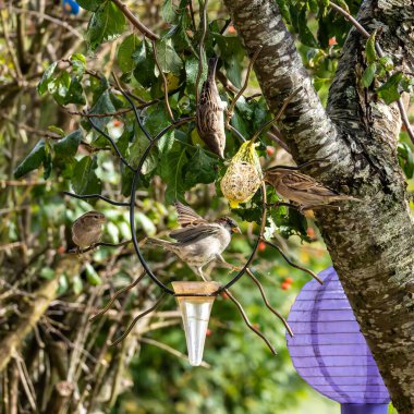 Tüylü ev kuşu, Passer domesticus kuş yemi içeren kuş yemliğinin üzerine tünemiş..