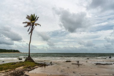 Güzel Caju-una plajı, Amazon nehri ağzının yanında, Soure, Marajo adası, Brezilya.