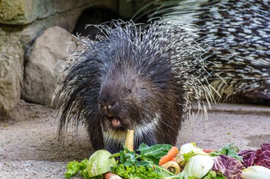 Hint armalı kirpi (