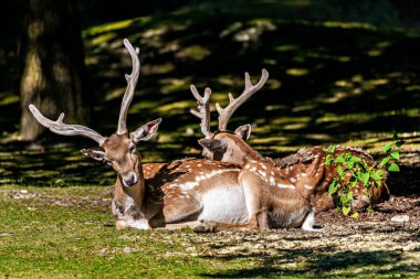 Fallow deer, Dama mezopotamya, Cervidae familyasından bir memeli türü..