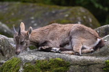 Genç dağ keçisi bir kayanın üzerinde - Alman parkında Capra dağ keçisi