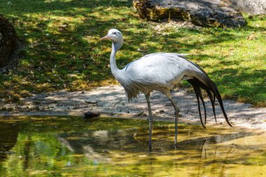 Grus paradisea, Güney Afrika 'ya özgü nesli tükenmekte olan bir kuş türü. Güney Afrika 'nın ulusal kuşudur.
