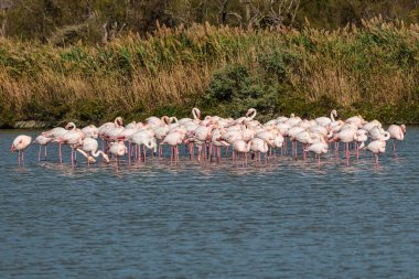 Büyük Flamingo, Phoenicopterus Roseus Camargue 'deki Pont de Gau Ornitoloji parkında. Fransa' daki Saintes Maries de la Mer 'de bölgesel park.
