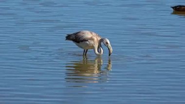 Büyük Flamingo, Phoenicopterus Roseus Camargue 'deki Pont de Gau Ornitoloji parkında. Fransa' daki Saintes Maries de la Mer 'de bölgesel park.