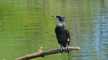 Kuzey yarımküre boyunca büyük siyah karabatak olarak bilinen büyük karabatak, Avustralya 'daki siyah karabatak ve Yeni Zelanda' nın daha güneyindeki siyah karabatak