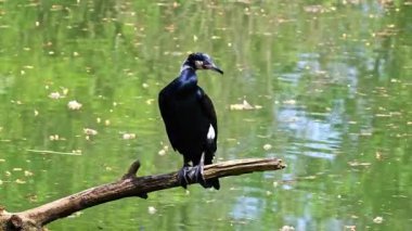 Kuzey yarımküre boyunca büyük siyah karabatak olarak bilinen büyük karabatak, Avustralya 'daki siyah karabatak ve Yeni Zelanda' nın daha güneyindeki siyah karabatak