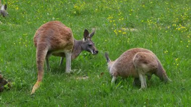 Kırmızı kanguru, Macropus Rufus tüm kanguruların en büyüğü, Avustralya 'ya özgü en büyük karasal memeli ve mevcut en büyük keseli hayvandır..