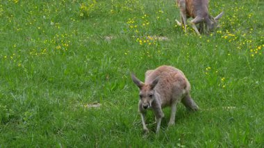 Kırmızı kanguru, Macropus Rufus tüm kanguruların en büyüğü, Avustralya 'ya özgü en büyük karasal memeli ve mevcut en büyük keseli hayvandır..