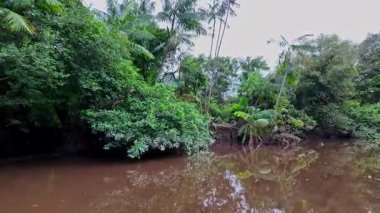 Igarape do Urubu Nehri, Delta das Canarias, Ilha das Canarias, Brezilya 'da tekne gezisi. Amazon yağmur ormanları. Güney Amerika