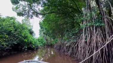 Igarape do Urubu Nehri, Delta das Canarias, Ilha das Canarias, Brezilya 'da tekne gezisi. Amazon yağmur ormanları. Güney Amerika