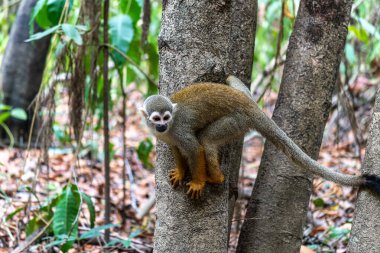 Guianan sincap maymunu, Saimiri Sciureus Alter do Chao, Santarem, Para State, Brezilya 'daki Jari Kanalı' nda tembel hayvan yolunda. Sincap maymunları Saimiri cinsinin Yeni Dünya maymunlarıdır..