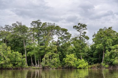 Barreirinhas, Lencois Maranhenses 'ten Brezilya' daki Preguica Nehri 'ne tekne gezisi. Preguicas Nehri, Maranhao eyaletinin Lencois Maranhenses bölgesinde yer alan bir su yolu..