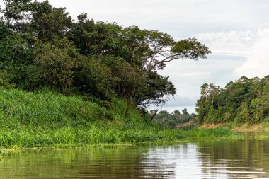 Amazon yağmur ormanlarındaki Parana do Mamori 'ye tekne gezisi Manaus' un 100 km güneyinde, Amazon eyaleti Brezilya 'da.