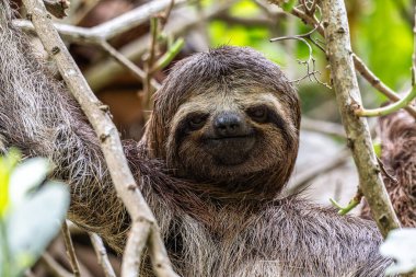 Kahverengi boğazlı tembel hayvan - Alter do Chao, Santarem, Para State, Brezilya 'daki Jari Kanalı' ndaki tembel hayvan yolunda Bradypus varegatus.