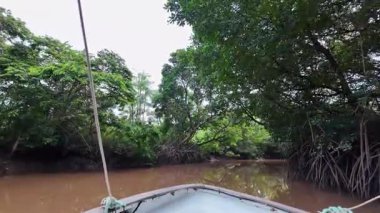 Igarape do Urubu Nehri, Delta das Canarias, Ilha das Canarias, Brezilya 'da tekne gezisi. Amazon yağmur ormanları. Güney Amerika
