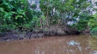Igarape do Urubu Nehri, Delta das Canarias, Ilha das Canarias, Brezilya 'da tekne gezisi. Amazon yağmur ormanları. Güney Amerika