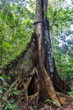 Brezilya, Manaus 'un 100 km güneyindeki Amazon yağmur ormanlarındaki nehir adasındaki büyük ağaç..