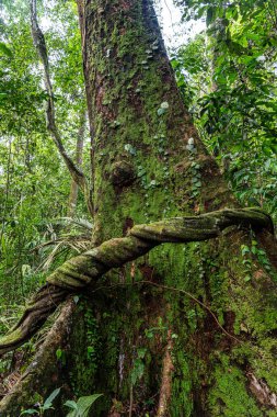 Brezilya 'daki Manaus' un yaklaşık 100 km güneyindeki Amazon yağmur ormanlarındaki nehir adasındaki yağmur ormanlarından yürüyün..