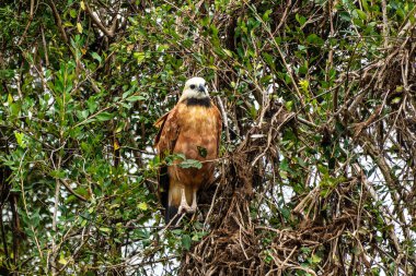Kara Yakalı Şahin (