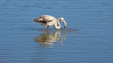 Büyük Flamingo, Phoenicopterus Roseus Camargue 'deki Pont de Gau Ornitoloji parkında. Fransa' daki Saintes Maries de la Mer 'de bölgesel park.